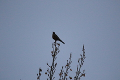 Turdus migratorius