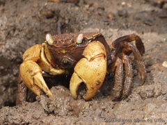 Neosarmatium australiense