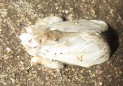 Naroma varipes