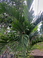 Pinanga