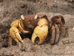 Neosarmatium australiense