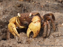 Neosarmatium australiense