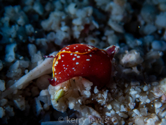 Gastropteron chacmol