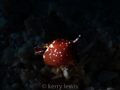 Gastropteron chacmol