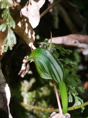 Pterostylis graminea