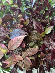 Alternanthera brasiliana