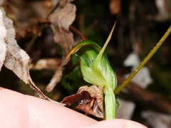 Pterostylis graminea
