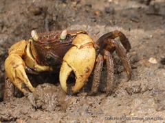 Neosarmatium australiense