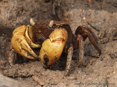 Neosarmatium australiense