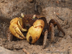 Neosarmatium australiense