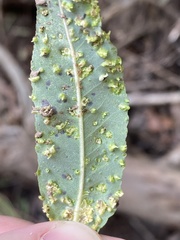 Aculus