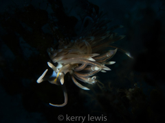 Dondice occidentalis