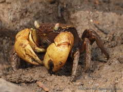 Neosarmatium australiense