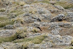 Thinocorus rumicivorus