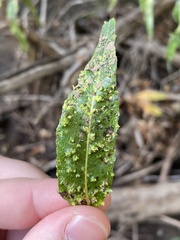 Aculus