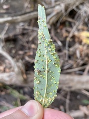 Aculus