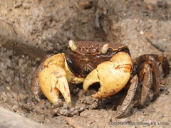 Neosarmatium australiense