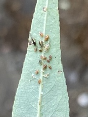 Aculus