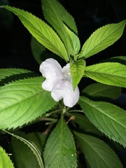 Impatiens balsamina image