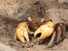 Neosarmatium australiense