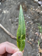 Aculus