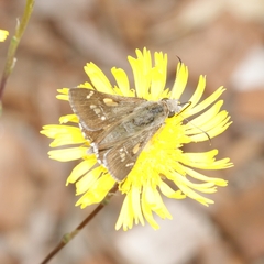 Hesperilla donnysa