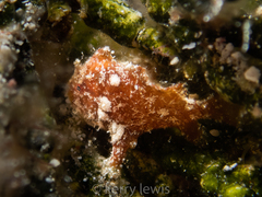 Antennarius pauciradiatus