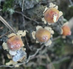 Calostoma lutescens