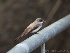 Rhipidura rufiventris