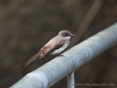 Rhipidura rufiventris