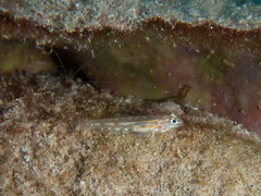 Coryphopterus venezuelae