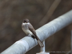 Rhipidura rufiventris