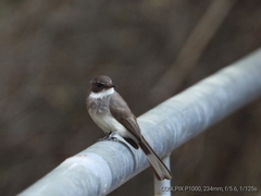 Rhipidura rufiventris