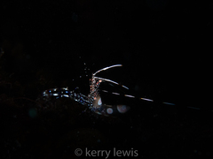 Periclimenes yucatanicus