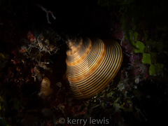 Calliostoma javanicum