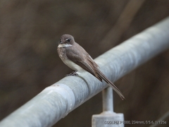 Rhipidura rufiventris