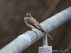 Rhipidura rufiventris