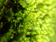 Tetraphis pellucida