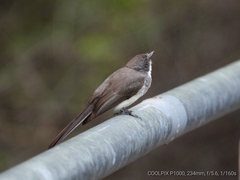 Rhipidura rufiventris