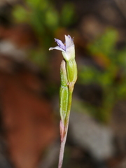 Thelymitra colensoi
