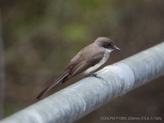 Rhipidura rufiventris