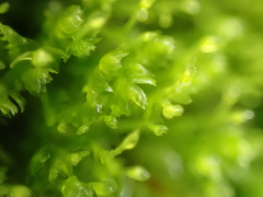Tetraphis pellucida