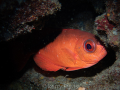 Heteropriacanthus cruentatus