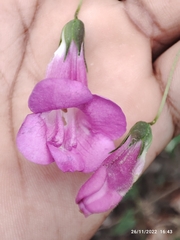 Maurandya scandens