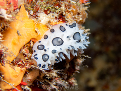 Ceratophyllidia papilligera