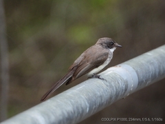 Rhipidura rufiventris