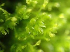 Tetraphis pellucida