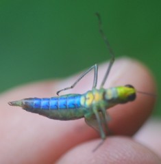 Paramastax rosenbergi