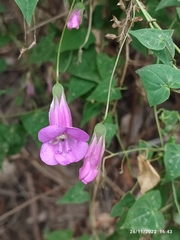 Maurandya scandens