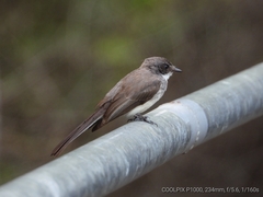 Rhipidura rufiventris